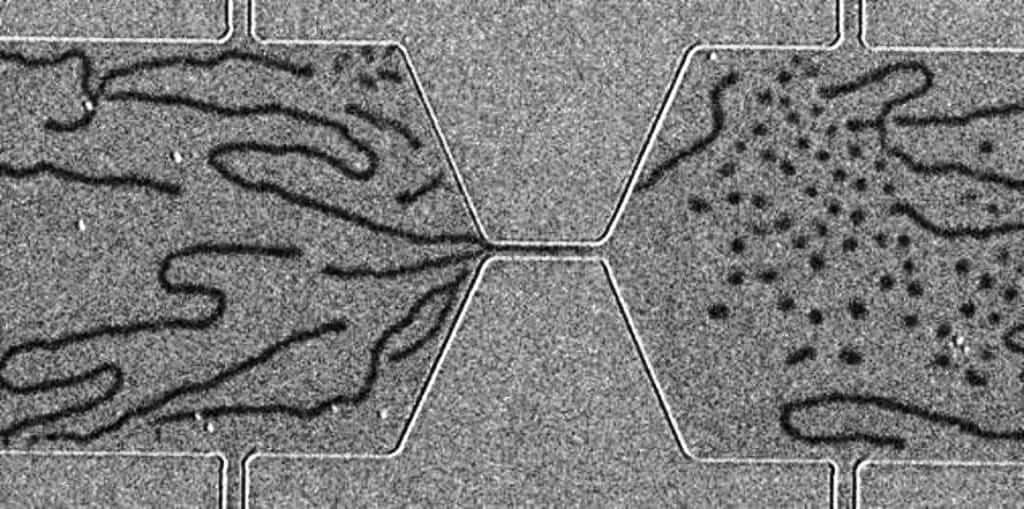 Un dispositif d'imagerie de domaines magnétiques par effet Kerr magnéto-optique a été utilisé pour réaliser cette image. On observe à gauche des bandes magnétisées dans un matériau magnétique et, à droite, des skyrmions sous forme de bulles. Pour plus de détails, voir les explications ci-dessous. © Wanjun Jiang, <em>Argonne National Laboratory</em>