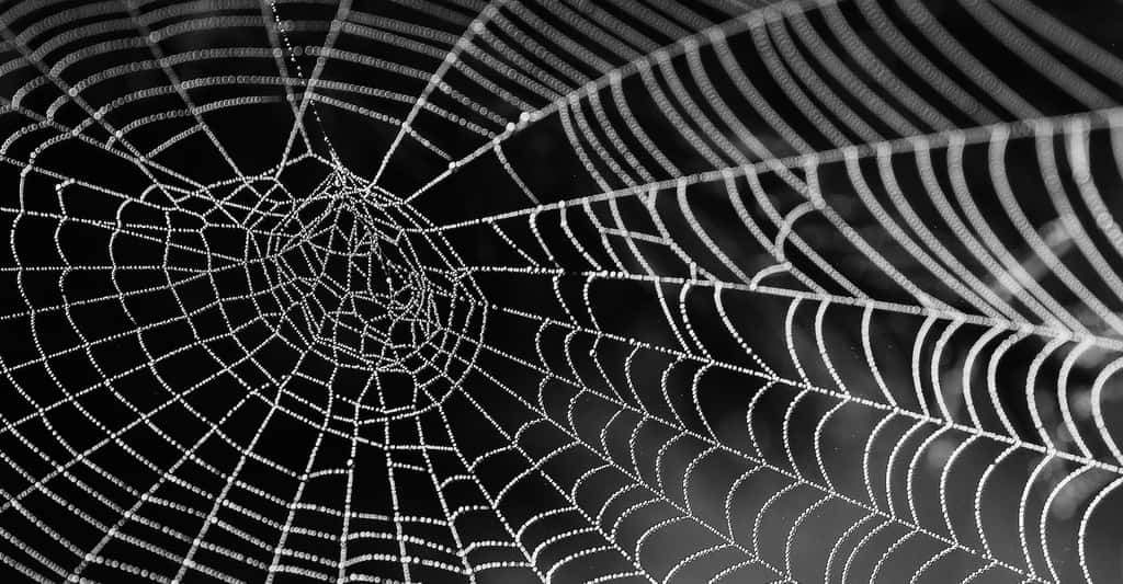 Dans ce modèle, la connaissance peut être représentée par une toile d'araignée. © bella67, Pixabay