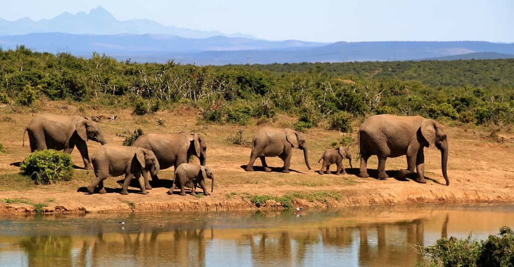 Les éléphants d’Afrique sont les mammifères qui dorment le moins au monde. Pas plus de deux heures par jour. © cocoparisienne, Pixabay, CC0 Public Domain