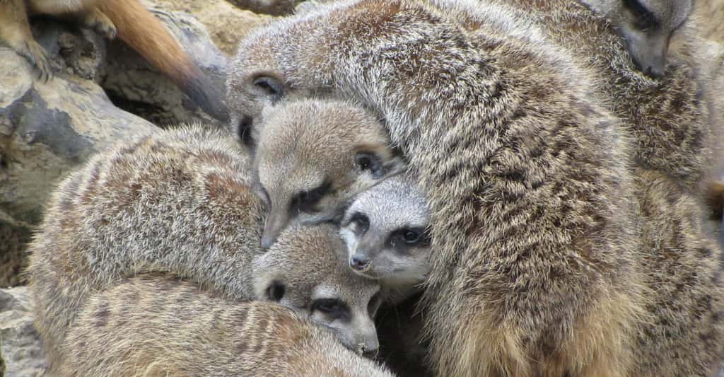 En dormant les uns sur les autres, les suricates se tiennent aussi au chaud. © kerraner, Fotolia