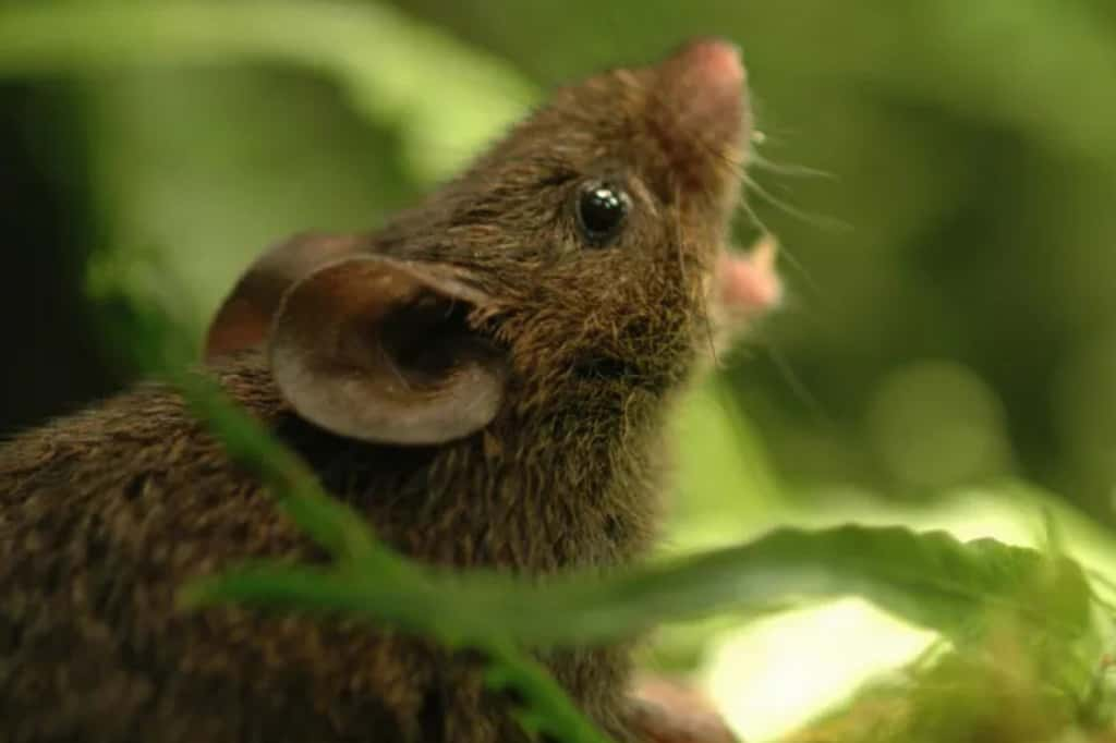  Incroyable : ces souris utilisent des « duels de chant » pour défendre leur territoire. © Science News, iStock