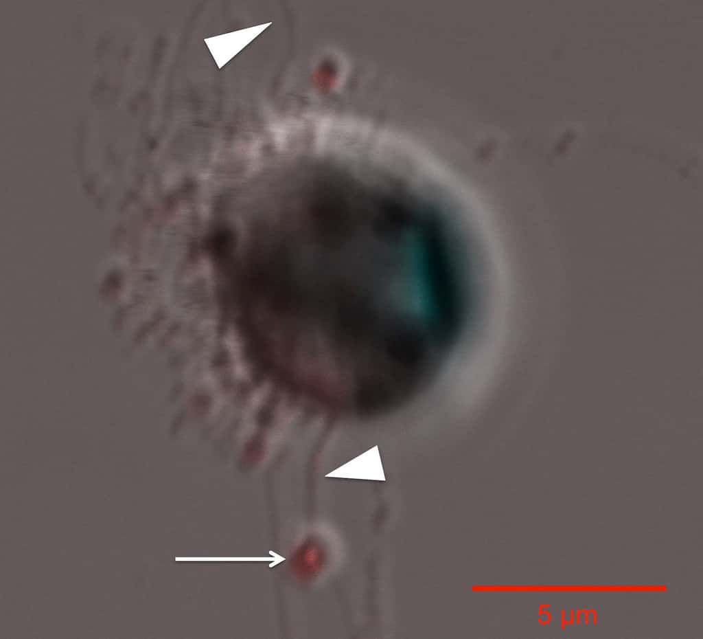 <em>Thalassiosira pseudonana</em> est une diatomée centrique marine. Sur cette image, en bas, la flèche blanche pointe des spermatozoïdes (en rouge) de la diatomée. Les flagelles sont quant à eux pointés d’un triangle (en haut et en bas sur l'image) ; ils permettent aux spermatozoïdes de voyager jusqu’à un œuf à fertiliser. © <em>Oregon State University</em>, CC by-sa 2.0