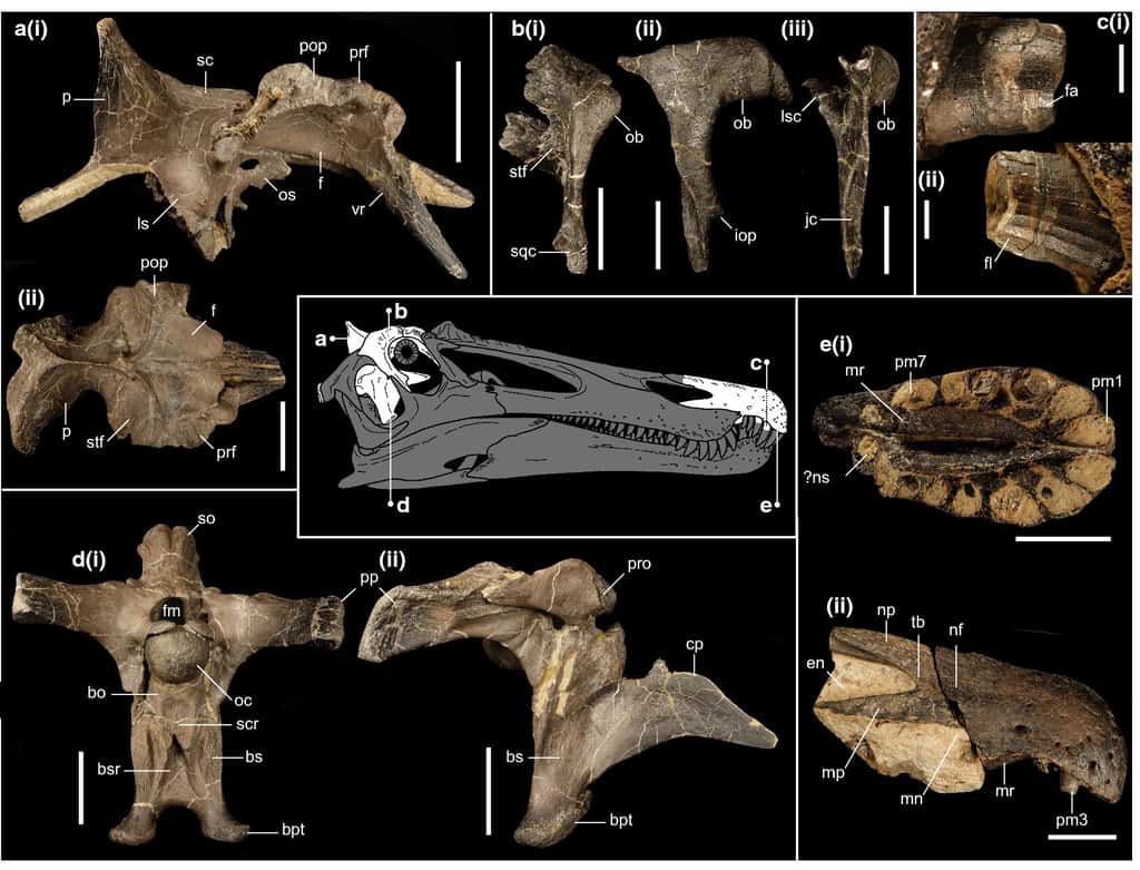 Les restes crâniens de <em>Ceratosuchops inferodios</em> ont permis de l'identifier en tant qu'espèce nouvelle. © Barker et al, 2021