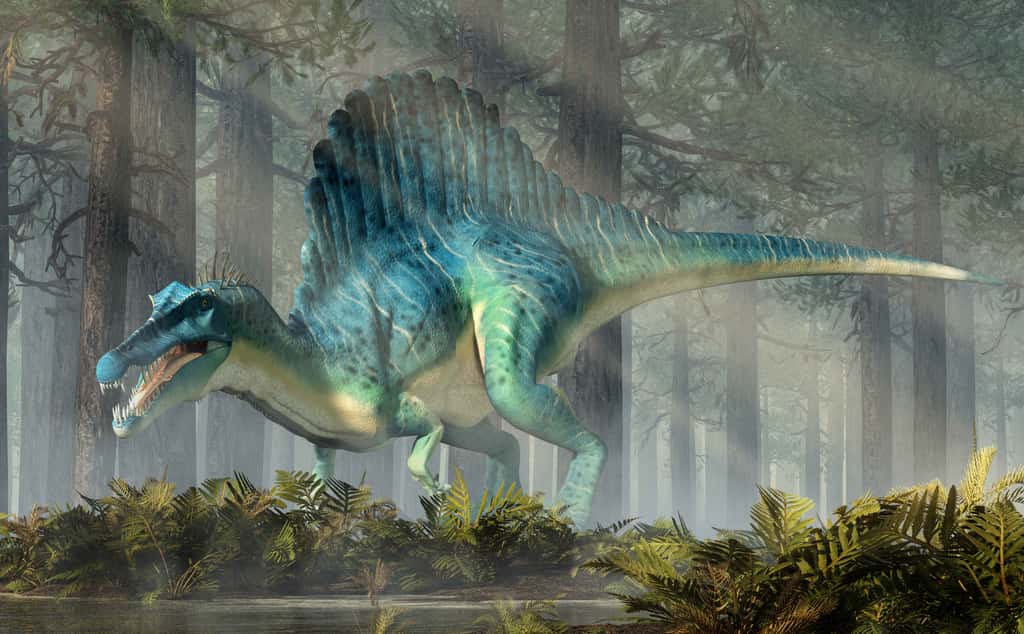 <em>Spinosaurus</em> avait une voile dorsale hypertrophiée et avait probablement un mode de vie semi-aquatique. © Daniel, Adobe Stock