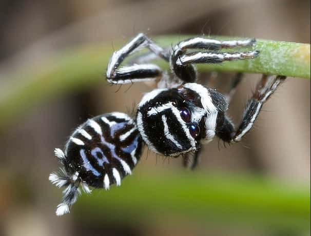 Cette nouvelle espèce (<em>Maratus sceletus</em>) étonne les scientifiques avec son dessin ressemblant à un squelette, les araignées paons étant connues pour leurs couleurs flamboyantes. © Jürgen Otto