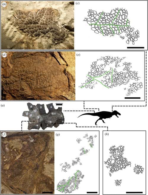 Empreintes de peau fossile et leur emplacement sur le corps du tyrannosaure décrit dans une publication de 2017, qui ont encouragé les paléoartistes et paléontologues à donner une peau écailleuse sans plumes au T-Rex. © Phil Bell <em>et al</em>., <em>Biology Letters</em>, 2017