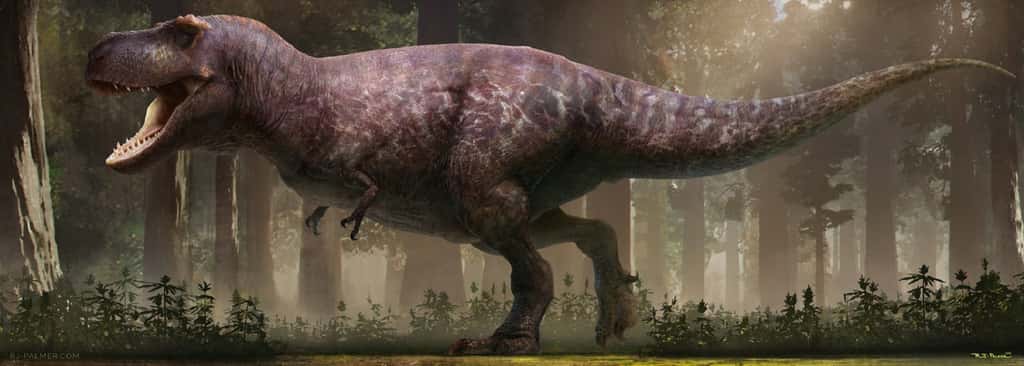 Une équipe de paléotonlogues et d’artistes viennent de refaire une beauté au T-Rex. Voici à quoi il devait ressembler selon eux. © RJ Palmer