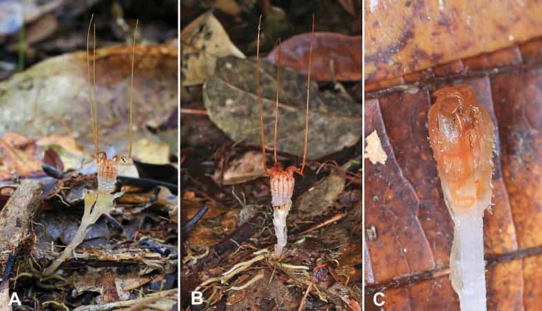 Trois spécimens ont été étudié : deux étaient en fleur (en A et B), à gauche, le dernier était un bourgeon (image C). © Michal Sochor <em>et al.</em>, <em>Phytotaxa</em>, 2018