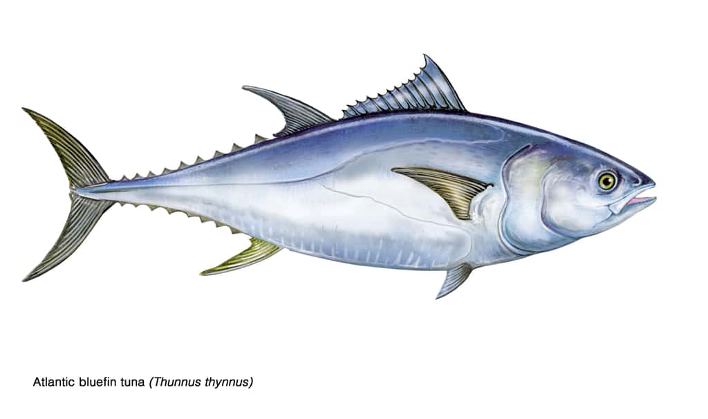 Le statut UICN du thon rouge de l'Atlantique (<em>Thunnus thynnus</em>) est passé de « En danger » à « Préoccupation mineure ». © marina, Adobe Stock