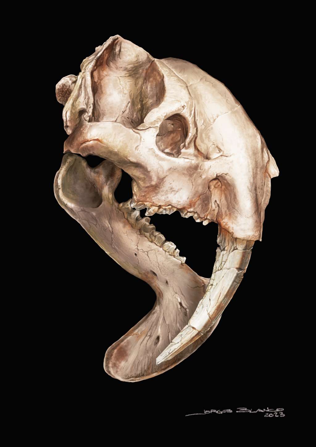 Cette reconstitution du crâne de <em>Thylacosmilus atrox</em> montre bien la place prise par ses canines démesurées, qui s'ancrent jusque sur le dessus du crâne. © Jorge Blanco