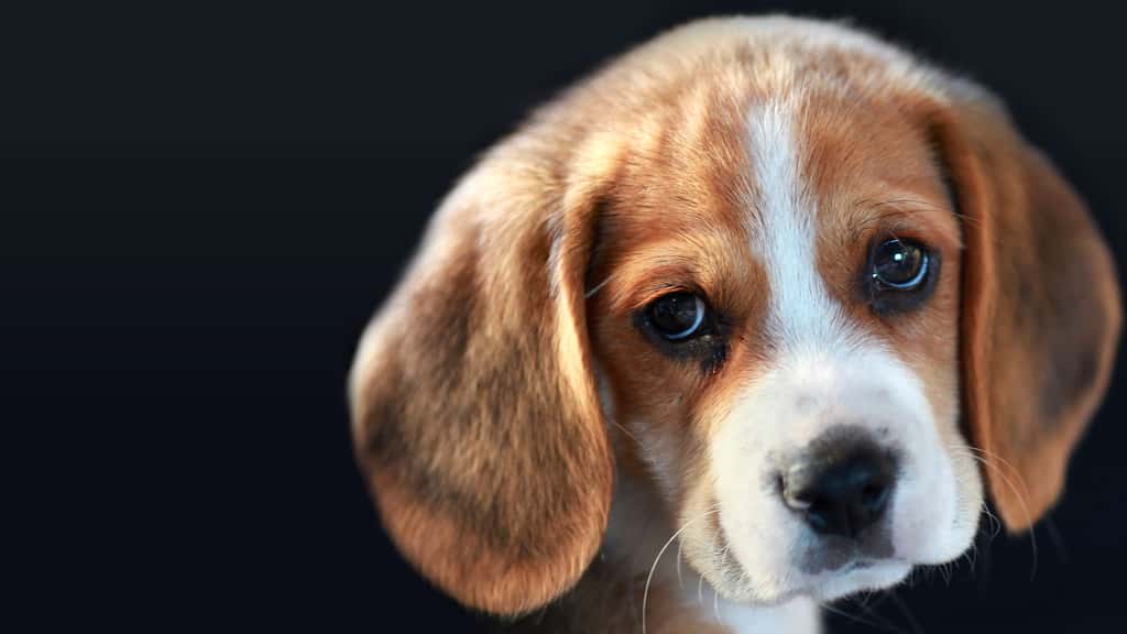 Comme les premiers chiens, le Beagle est un bon chien de chasse. Sociable et chaleureux, il est également un parfait compagnon pour l'humain. Retrouvez-le dans notre diaporama « <em>Les chiens, nos meilleurs amis </em>» © Tristan Nitot, Flickr, CC by nc-sa 2.0