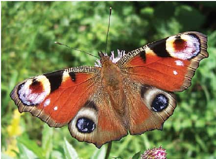 Les herbicides limitent les ressources disponibles pour les papillons comme ce paon du jour, <em>Aglais io </em>© Peter Ginzinger