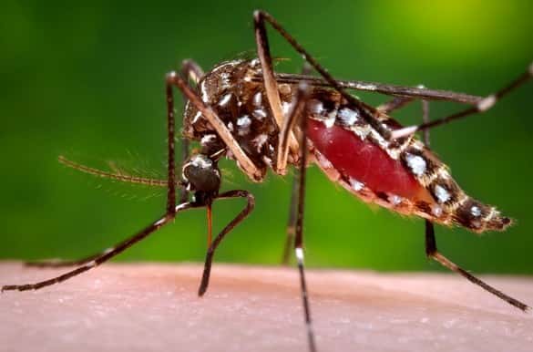 Aedes albopictus et ses rayures noires et blanches est un des deux vecteurs (avec Aedes aegypti) du virus du Chikungunya. © CDC