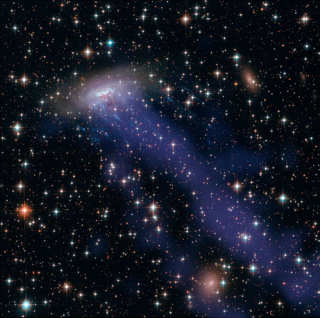 Image composite de ESO 137-001, créée à partir des observations effectuées par les télescopes spatiaux Hubble et Chandra (rayonnement X). Y figurent des éclairs de couleur bleue générés par la pression dynamique s’exerçant sur la galaxie ainsi qu’un flux de gaz étendu observable dans le seul domaine X du spectre électromagnétique. © Nasa, Esa, CXC