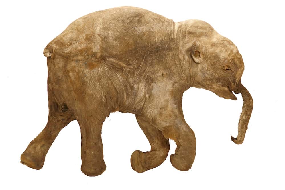 Lyuba, âgée de seulement quelques mois au moment de sa mort il y a 40 000 ans, a été découverte dans les montagnes sibériennes par un éleveur de rennes. © International Mammoth Committee, Francis Latreille