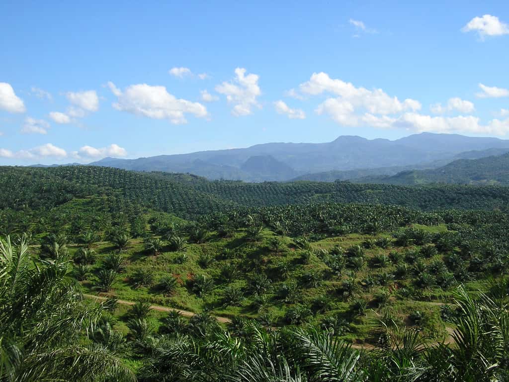 Outre d’entraîner la <a href="//www.futura-sciences.com/magazines/environnement/infos/actu/d/developpement-durable-global-forest-watch-deforestation-suivie-temps-reel-52476/" title="Global Forest Watch, ou la déforestation suivie en temps réel" target="_blank">déforestation</a> dans plusieurs régions tropicales au profit de la culture intensive du palmier, l’huile qui en est extraite à plusieurs effets négatifs sur la santé. Elle causerait des maladies cardio-vasculaires et aurait un impact sur le cerveau, en influençant le circuit de la récompense. Une nouvelle étude montre en effet <em>« que les rats qui avaient eu le régime à base d’huile de palme avaient une fonction de la dopamine émoussée »</em>. © Achmad Rabin Taim, <em>Wikipedia Commons</em> CC by 2.0