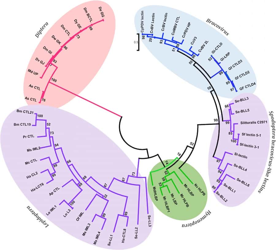 Arbre phylogénétique des bracovirus-lectine comme les protéines provenant de différentes espèces de Spodoptera et de leurs homologues de bracovirus des hyménoptères, lépidoptères et diptères. © 2015 Gasmi <em>et al., PLOS Genetics</em>