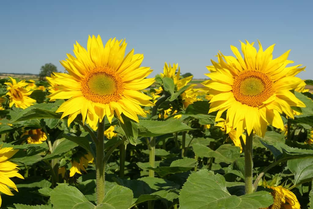 Le tournesol, fleur solaire appartenant à la famille des Astéracées. © hamon jp, Wikipedia commons