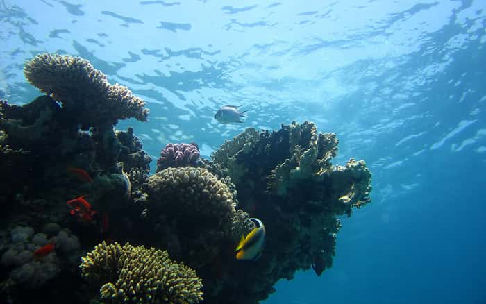 Les émissions massives de dioxyde de carbone (CO<sub>2</sub>) dans l’atmosphère terrestre provoquent une acidification des océans. Les coraux font partie des organismes les plus vulnérables. La biodiversité marine est très menacée par cette baisse du pH sans précédent depuis plusieurs millions d’années. © V. Piazza