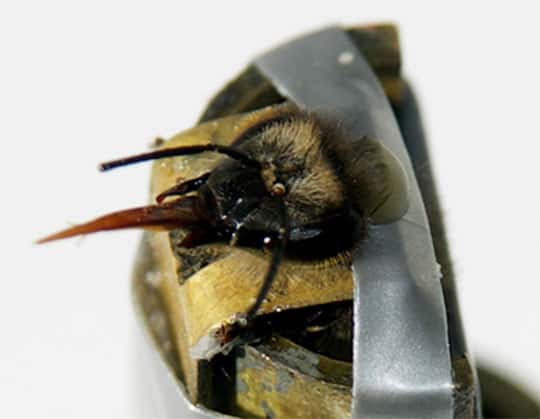 Réflexe d’extension du proboscis (langue) chez l’abeille face à une odeur apprise. Les abeilles sont entraînées à associer une odeur à une récompense alimentaire de solution sucrée et montrent ensuite la réponse appétitive d’extension de la langue à l’odeur apprise. En utilisant ce protocole, les abeilles ont appris à répondre à deux odeurs récompensées quand elles étaient présentées seules et à supprimer leur réponse quand les odeurs étaient présentées simultanément, montrant ainsi une capacité de discrimination dite « non linéaire ». © Martin Giurfa