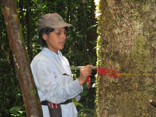 Marquage d’arbres au Pérou dans le cadre d'une étude, coordonnée par Rainfor,menée sur plus de 200.000 sujets. © Roel Brienen