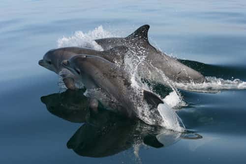 Grands dauphins dans le golfe normand-breton. © Marie Louis, GECC