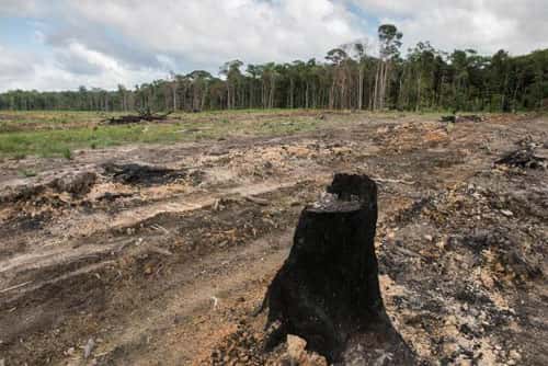 La déforestation, comme ici en Guyane, dans le secteur de Kourou, favorise la fragmentation des écosystèmes. Cette dernière fait régresser le milieu forestier et empêche la dispersion de certaines espèces d’oiseaux. © CNRS Photothèque, Biogéosciences-Dijon, Fabrice Monna