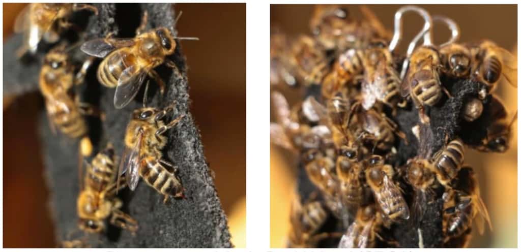 Les abeilles françaises et australiennes ont réagi de la même façon aux odeurs calmantes malgré leurs environnements très différents. © courtoisie de David Vogel (CRCA)