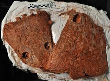 Fragments de crânes plats de <em>Metoposaurus algarvensis</em> (entiers, ils mesurent jusqu’à 40 cm de long). De retour au musée de Lourinha, à côté de Lisbonne, les plâtres sont ouverts et les fossiles minutieusement dégagés de leur gangue rocheuse. © J. S. Steyer