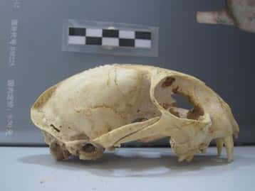 Vue latérale du crâne de chat domestique du site néolithique de Wuzhuangguoliang (province de Shaanxi) datant de 3.200-2.800 avant notre ère. © J.-D. Vigne, CNRS, MNHN