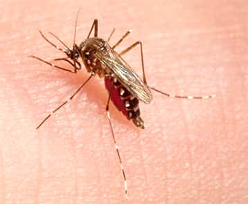 Femelle du moustique <em>Aedes aegypti</em> lors de son repas sanguin. Ce moustique tropical est vecteur de nombreuses maladies humaines telles que la fièvre jaune, la dengue et le Chikungunya. © IRD, N. Rahola