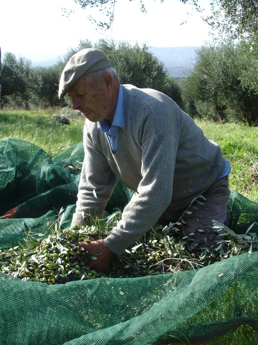 Récolte d’olive en Grèce. L’huile d’olive est un ingrédient clé du régime méditerranéen. © Ioannis Drinis