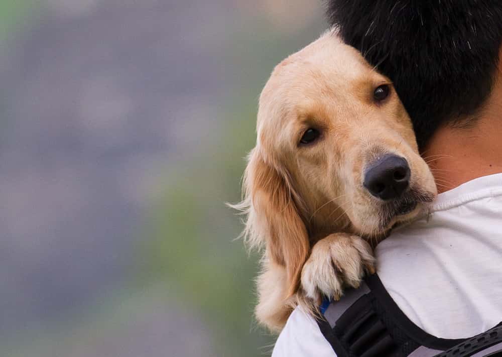 Un chien peut connaître votre humeur, une capacité qui n’était jusqu’à présent attribuée qu’à l’Homme selon une nouvelle étude. © Sinseeho, shutterstock.com