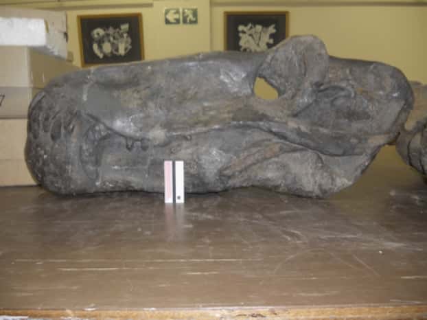 Crâne de thérapside dinocéphale <em>Anteosaurus</em> provenant du Permien moyen d’Afrique du Sud. © Kévin Rey