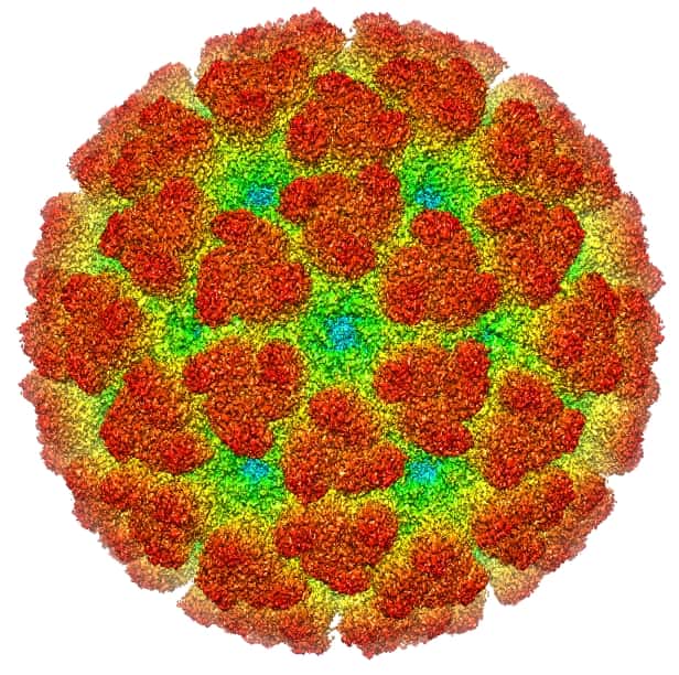 Reconstitution du virus Chikungunya par cryo-microscopie électronique. © <em>Creative Commons</em>, Wikipedia