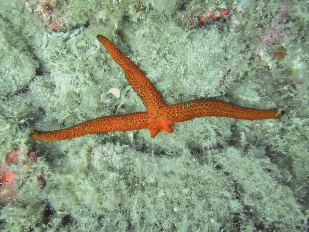 Cette étoile de mer est en train de régénérer ses deux bras perdus. © Frédéric Ducarme, <em>Wikimedia Commons</em>, cc by-sa 4.0 
