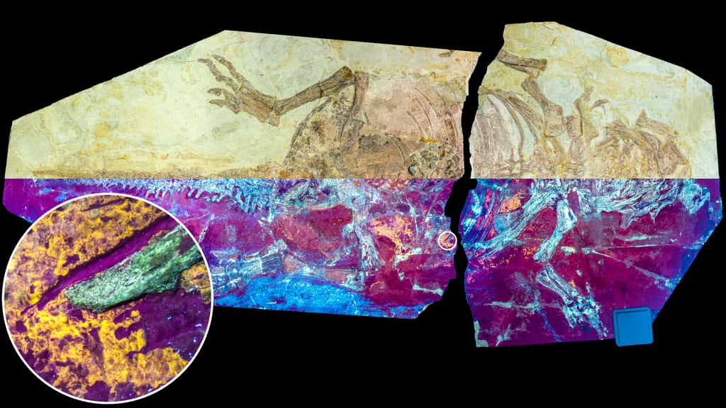 L'analyse du fossile de <em>Psittacosaurus</em> a permis d'identifier des restes de peau fossilisée (apparaissant ici en couleur jaune). © Dr Zixiao Yang