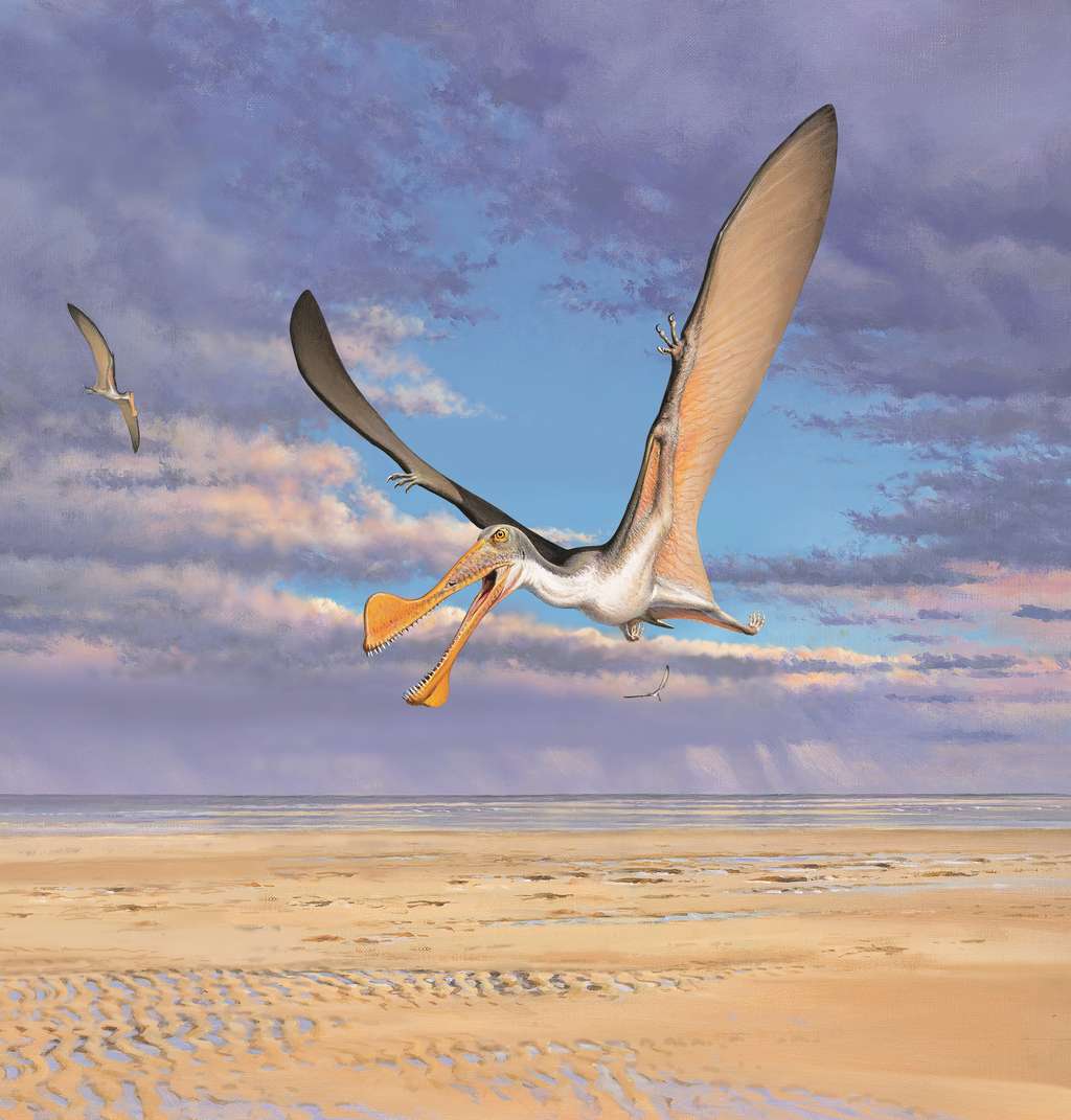 Un ptérosaure prenant son envol au-dessus des terres de l'Australie, il y a 107 millions d'années.  © Peter Trusler