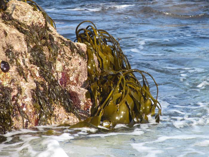 Il est fréquent de retrouver des algues brunes sur nos côtes. © Hagen Buck-Wiese, <em>Max Planck Institute for Marine Microbiology</em>