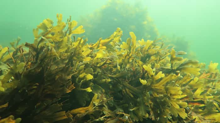 Les algues brunes comme les <em>Fucus vesiculosus</em> semblent jouer un rôle majeur dans la séquestration du carbone. © Camilla Gustafsson, Tvärminne Zoological Station, Finlande