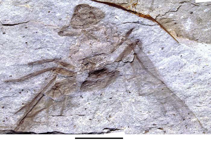 Le fossile de <em>Titanomyrma</em> retrouvé à proximité de Princeton au Canada. Sa déformation empêche cependant d'estimer correctement la taille initiale de cette reine fourmi. © Bruce Archibald, cc by