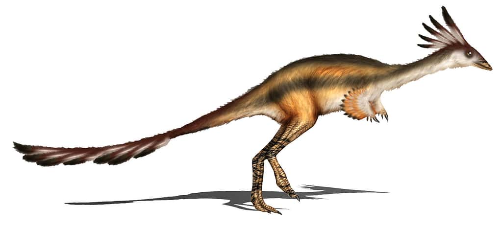 Reconstitution d'un <em>Alvarezsaurus.</em> © Karkemish, <em>Wikimedia Commons</em>, CC by 3.0 