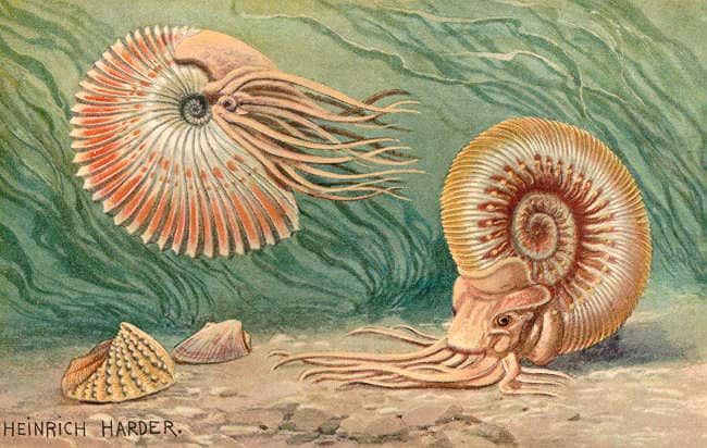 Illustration d’ammonites. © Heinrich Harder (1858-1935), domaine public, <em>Wikimedia Commons</em>