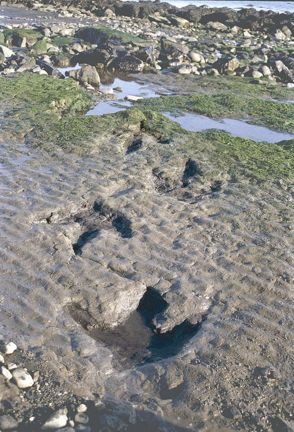 Pistes de dinosaures sur la plage d'An Corran (île de Skye, Écosse) © <em>The Hunterian Museum</em>