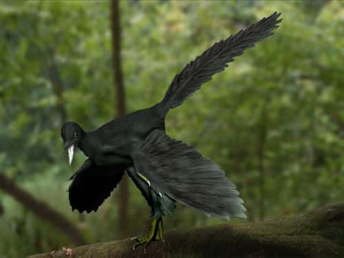 L'<em>Archaeopteryx</em> était vraisemblablement recouvert de plumes et pouvait voler. © NobuTamura, <em>Wikimedia Commons</em>, CC by-sa 3.0 