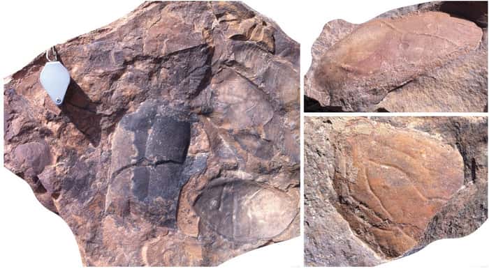 Fragments de carcasses d'arthropodes géants retrouvés sur le site de Taichoute, au Maroc. © Bertrand Lefebvre