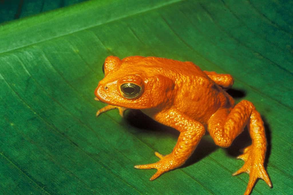 Les populations d'amphibiens sont aujourd'hui particulièrement menacées. © Charles H. Smithvergrößert von Aglarech, Wikimedia Commons, domaine public