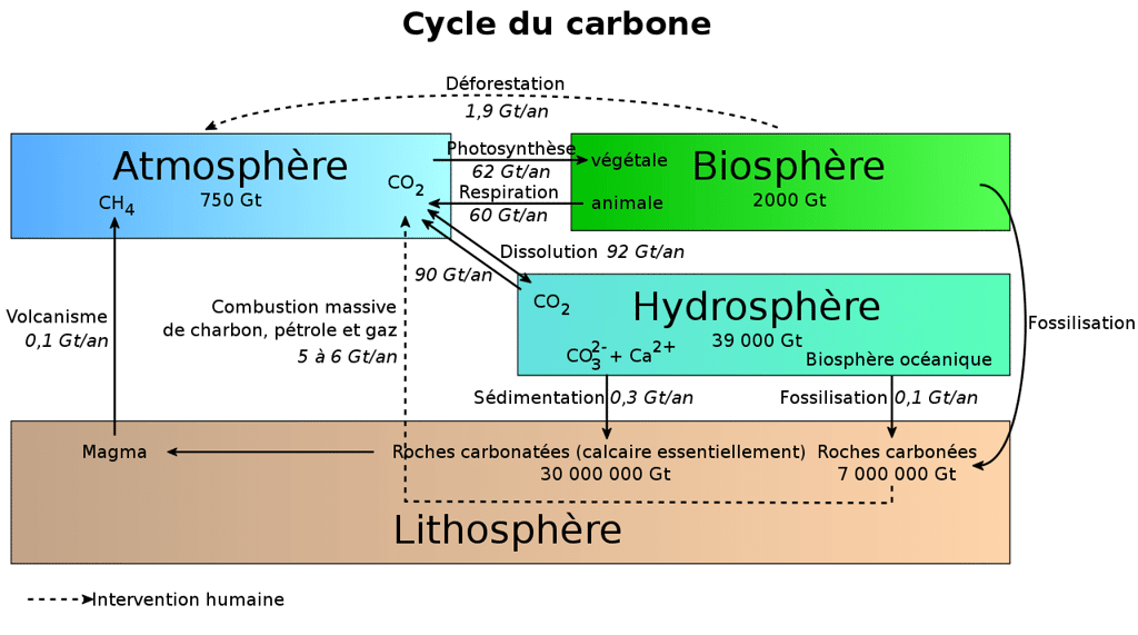 Les quatre grands réservoirs de carbone et les flux qui s'opèrent. © bendeck, Wikimedia Commons, CC by-sa 3.0