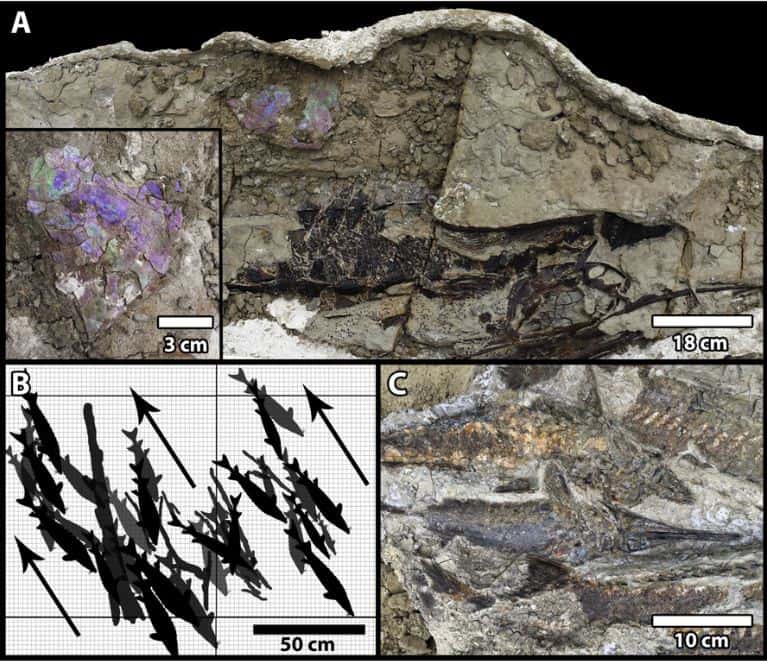 Le site de Tanis est caractérisé par un dépôt chaotique riche en fossiles de poisson. © DePalma et al. 2019, Pnas, CC by 4.0