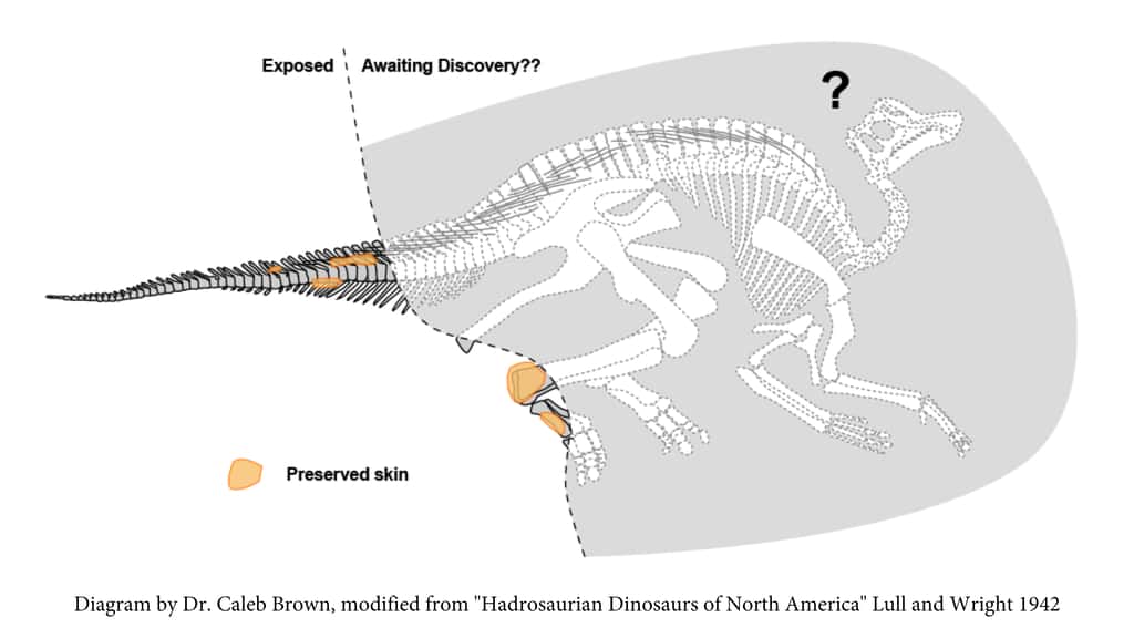 Schéma représentant le squelette du dinosaure avec la partie exposée actuellement et les restes de peau (en jaune), la partie grisée étant ce que les scientifique espèrent trouver si le squelette est entier. © Avec l'aimable autorisation du <em>Royal Tyrrell Museum of Palaeontology</em>